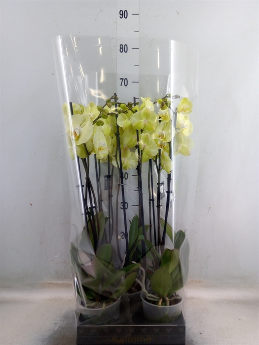 <h4>Phalaenopsis  'Golden Coin'</h4>