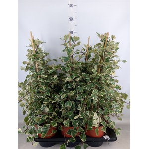 Ficus triangularis 'Sweetheart'