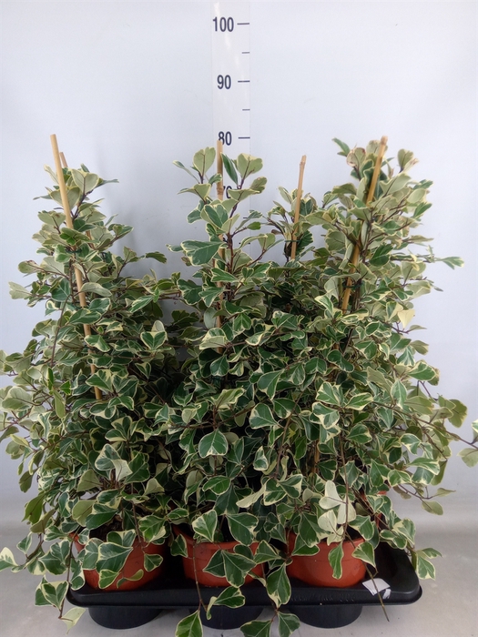 <h4>Ficus triangularis 'Sweetheart'</h4>