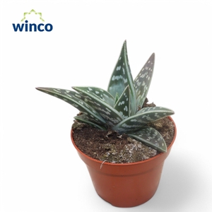 Aloe Variegata