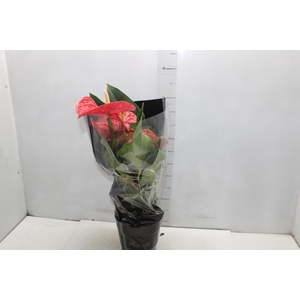 ANTHURIUM MICHIGAN P17 PREMIUM