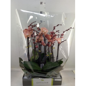 Phalaenopsis   ...orange