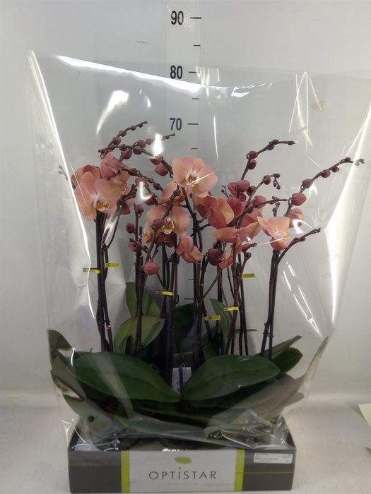 <h4>Phalaenopsis   ...orange</h4>