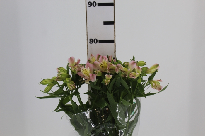 <h4>ALSTROEMERIA DUBAI 080 CM</h4>