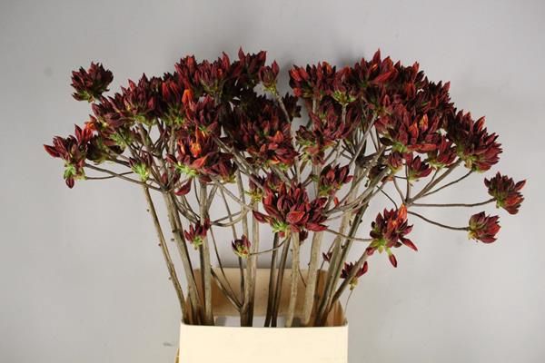 <h4>Rhodo. New Oranje</h4>