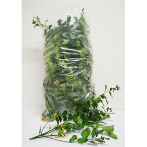 Hulst Groen Aanbieding !!!!!