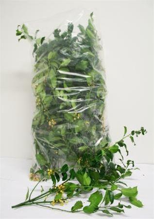 <h4>Hulst Groen Aanbieding !!!!!</h4>