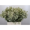 Chamelaucium Blizzard