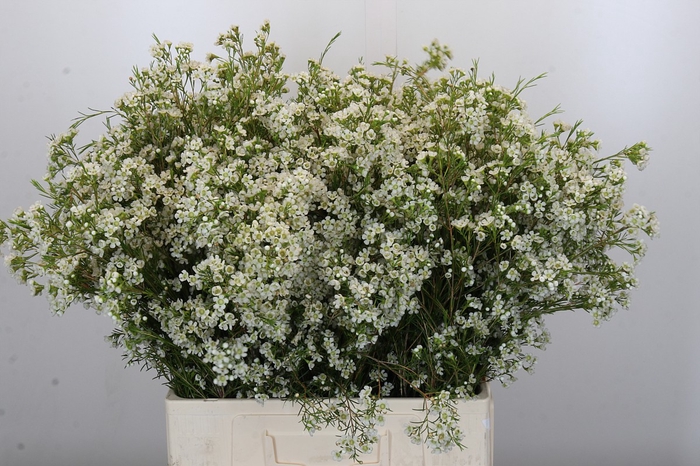 <h4>Chamelaucium Blizzard</h4>