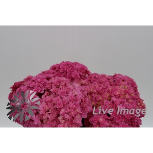 Hydrangea royal kiss
