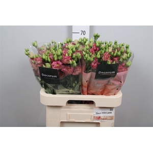 Eus G Elece Retro Rose