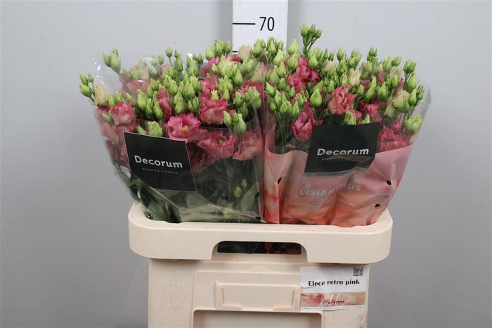 <h4>Eus G Elece Retro Rose</h4>