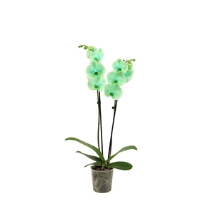 Phal I Am Green 2T14+