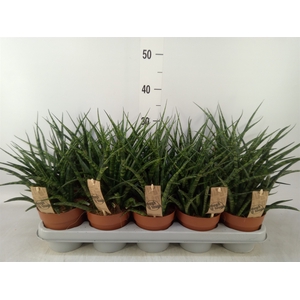 Sansevieria  'Fernwood'