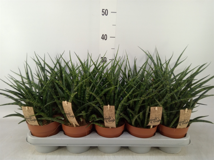 <h4>Sansevieria  'Fernwood'</h4>