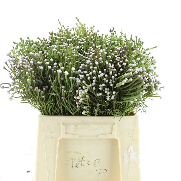 <h4>Brunia Noduliflora Spray</h4>