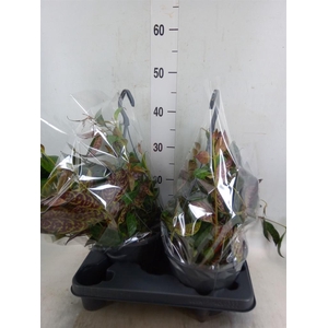 Aeschynanthus marmoratus