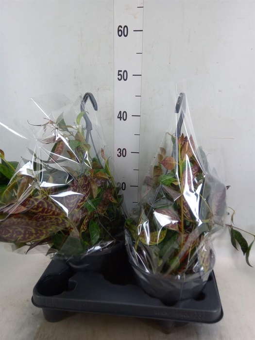 <h4>Aeschynanthus marmoratus</h4>