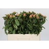 Paeonia Jacorma