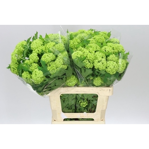 Viburnum Roseum Ex