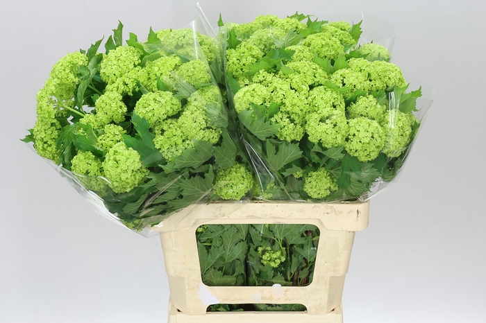 <h4>Viburnum Roseum Ex</h4>