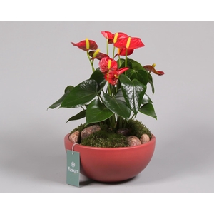 Keramieken schaal met anthurium