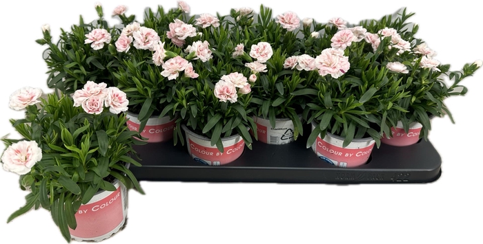 <h4>DIAN OSC PINK STAR</h4>