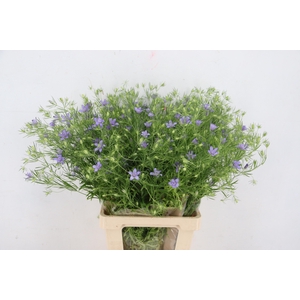 NIGE BUCHARICA 075CM