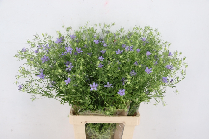 <h4>NIGE BUCHARICA 075CM</h4>