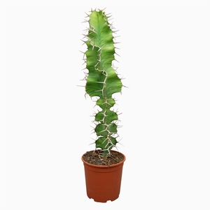 Euphorbia   ...