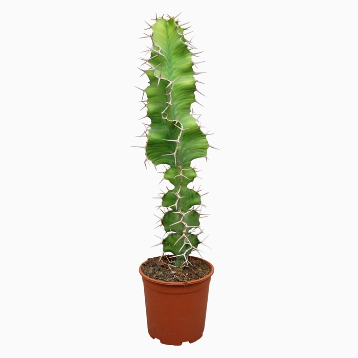 <h4>Euphorbia   ...</h4>