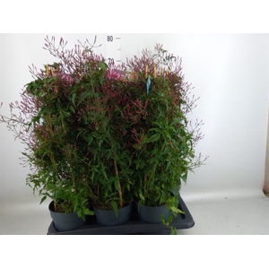 Jasminum polyanthum   ...rose