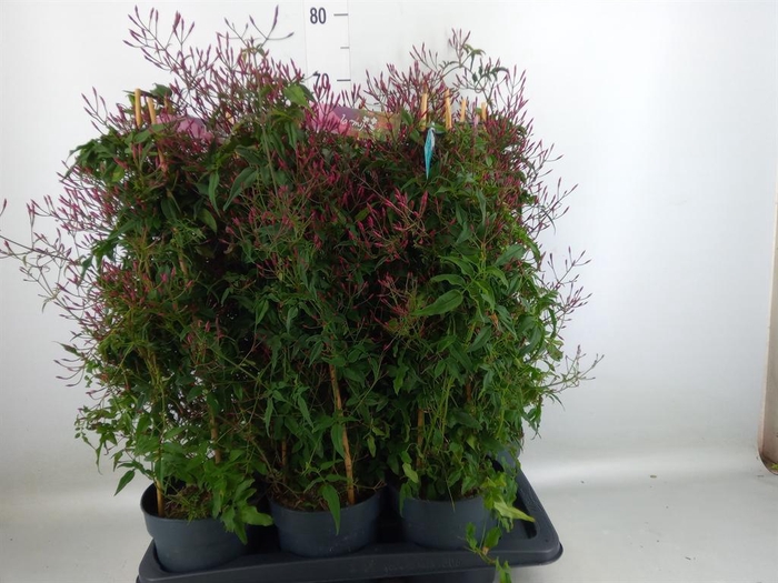 <h4>Jasminum polyanthum   ...rose</h4>