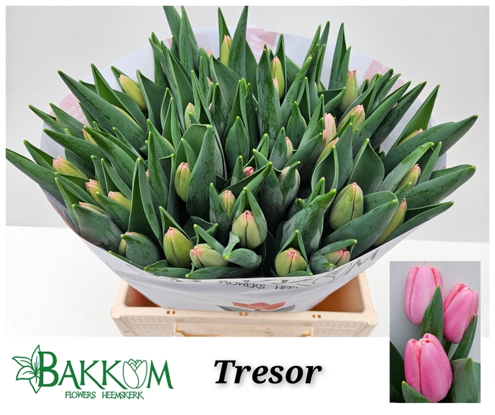 <h4>TU EN TRESOR</h4>