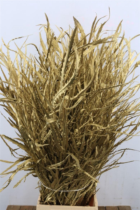 <h4>Grevillea Kbh Goud</h4>
