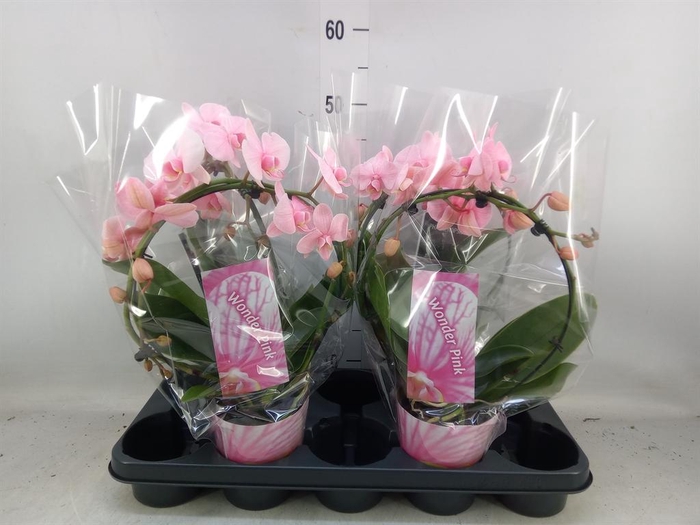 <h4>Phalaenopsis ...</h4>