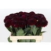 Dahlia Black Fox