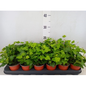 Hedera helix 'Wonder'