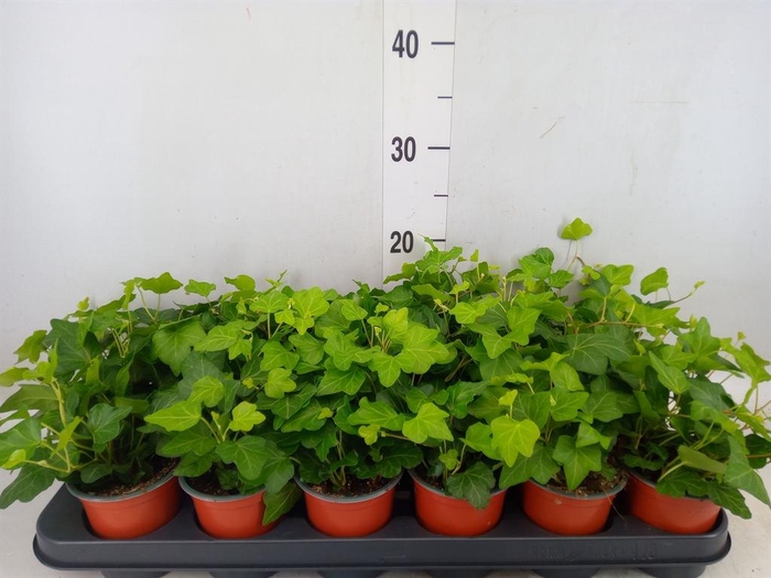 <h4>Hedera helix 'Wonder'</h4>