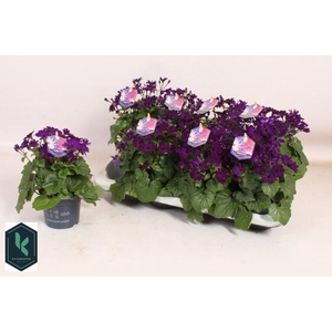 PERI C SEN DEEP BLUE