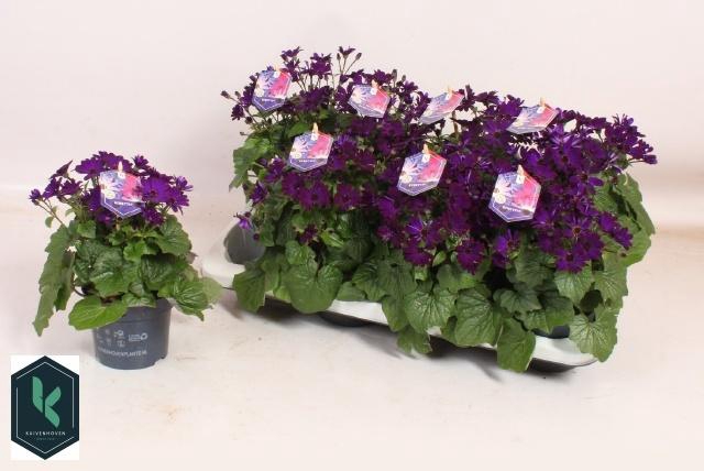 <h4>PERI C SEN DEEP BLUE</h4>