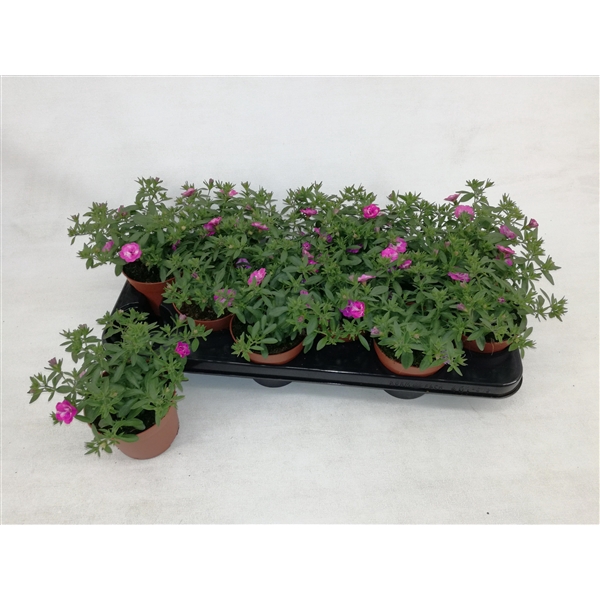 <h4>Calibrachoa MiniFamous® Double Pinkmania</h4>
