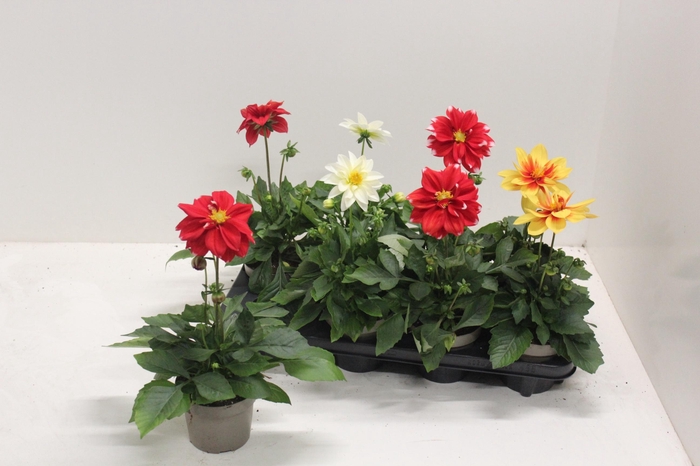 <h4>DAHL L ME GEM</h4>