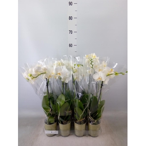 Phalaenopsis   ...white