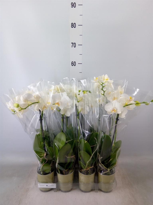 <h4>Phalaenopsis   ...white</h4>