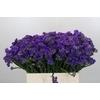 Limonium Navy Sun Birds