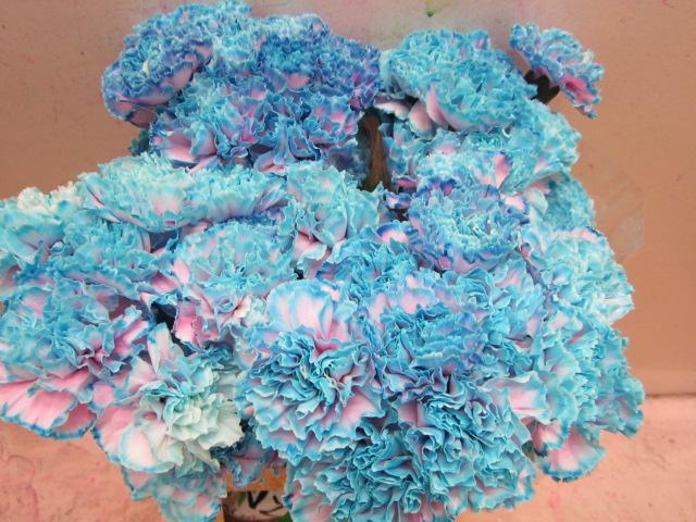 <h4>Di St G Bubblegum</h4>