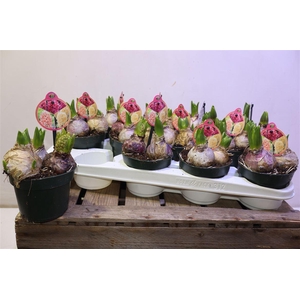 arr8 Hyacin Carnaval Mix In Pot