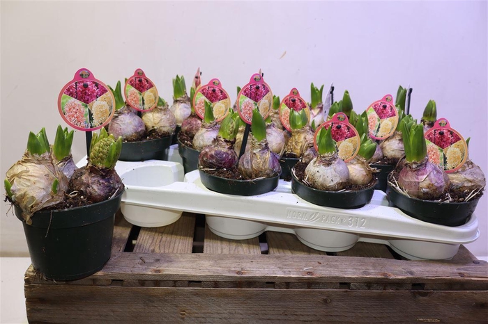 <h4>arr8 Hyacin Carnaval Mix In Pot</h4>