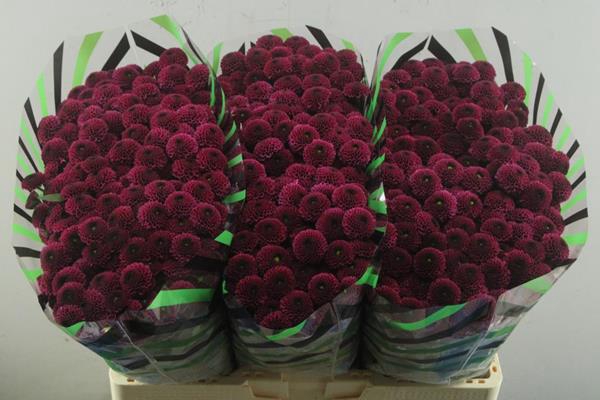 <h4>Chr San Purpetta Purple</h4>